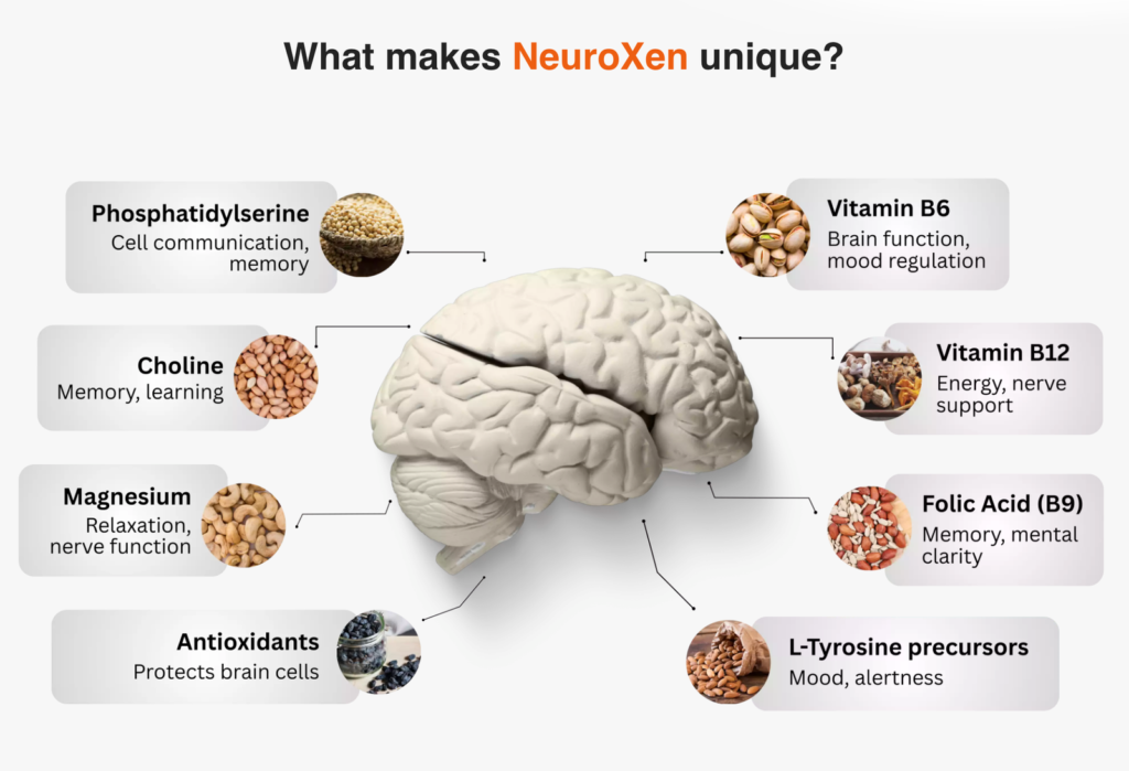 Visual representation of a human brain glowing with active neural connections, illustrating enhanced cognitive focus and mental clarity with Neuroxen.